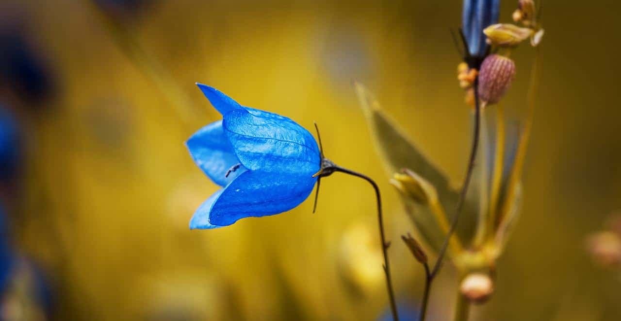 Hva kan du om blomster?
